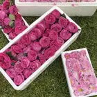 ورد طائفي