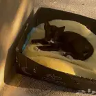 قط يحتاج مساعده