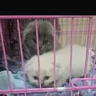 قطط صغار سكوتش هجين شيرازي للبيع