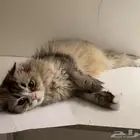 قطة للتبني المزاحمية برسوم