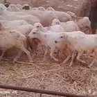 رخال رفيدي من 430 ريال