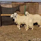 رباعيات حيل وتصلح مقنوي فاخره