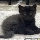 قطه انثى شيرازي للتبني