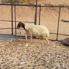 شاه نعيميه