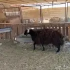 ثنيه عربيه