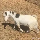 تيس جذع