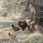 طقم دجاج فرنسي