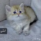 قطط سكوتش للبيع