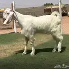 مشروع تيس مصري ابيض