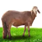 خروف سواكني مبرد طازج