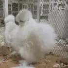 طقم قطني سلكي