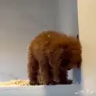 Premium Female Toy Poodle Puppy - Complete Package- بودل