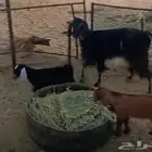 عنزين متاومات للبيع