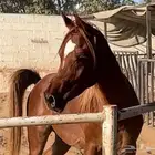 حصان عربي خط مصري فحل ولد البطل عامر الخالد