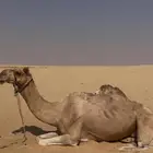 رحول ركبي طوع علا جميع اشروط