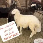 طليان وتيس  الموقع املج التواصل اتصال فقط مع مراعات الوقت