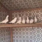 حمام فرنسي