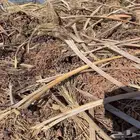 تم علف نضيف