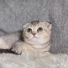 سكوتش فولد