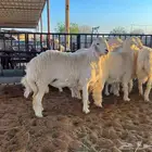 للبيع بهم حري فل شحم