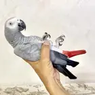 كاسكو اليف حمامه