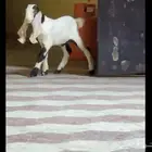 داغور