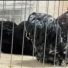 كوشن طقم دجاج