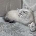 قطط كيتن للبيع