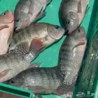 سمك بلطي للبيع