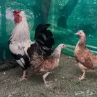 دجاج دندراوي عربي اصيل . ترثه . سلالة نقية الدم .