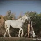مطلوب حصان اصفر شيخ قطعه وجباره يجي خااص