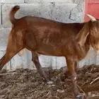 مشاريع فحول كلهاري فواخر( تم البيع )