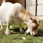 معزاء قزم ماعز قزم امهات الماعز القزم للانتاج دفيع