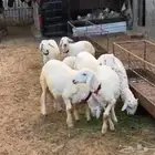 7 طليان حري العمر 5 اشهر