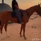للبيع حصان انقليزي مخصي شيخ