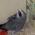 ذكر كاسكو منتج