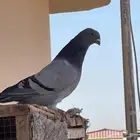 حمام 10