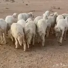 حريات جذعات طيبات