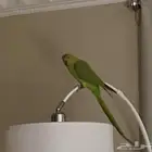 ببغاء دره