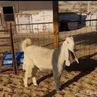 جفار مشاريك طيبه .. تم البيع