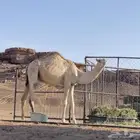 بكره ذلول للبيع