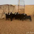 تيوس وجفار طيبه