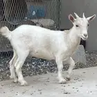 جفرة قزمية تعريف قوي