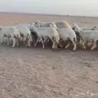 للبيع رخال حريات صنف مراح واحد