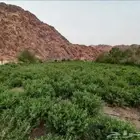 حناء وسدر ومشاط المدينة فرشش ونظيف