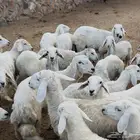 تم البيع