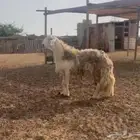 فحل حري مشروط