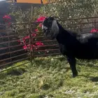 هجين شامي دافع