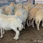 للبيع غنم حريه مراح كلها تامات