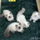قطط هملايا للبيع